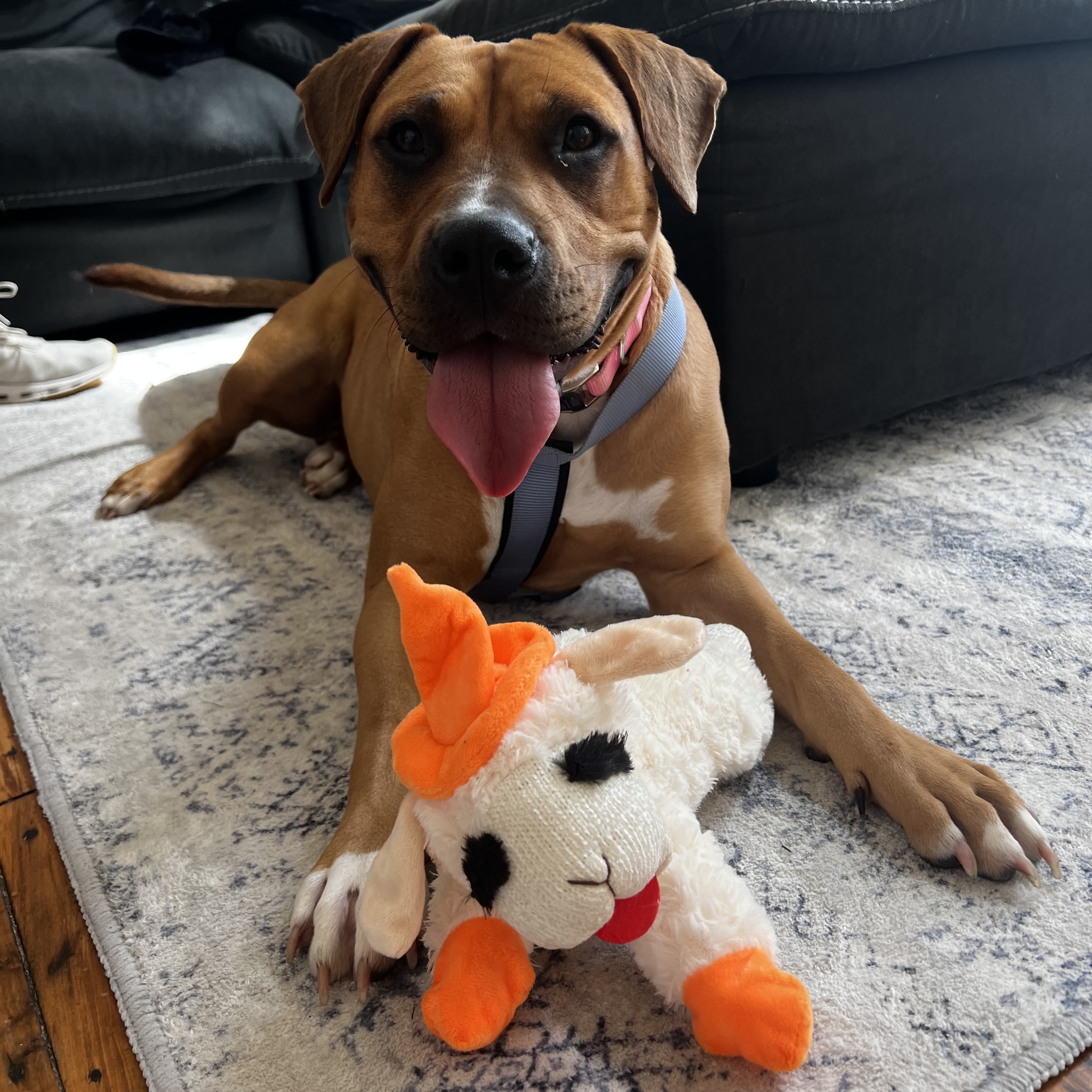 Dog for adoption Nana Jean, a Pit Bull Terrier & Hound Mix in Howell