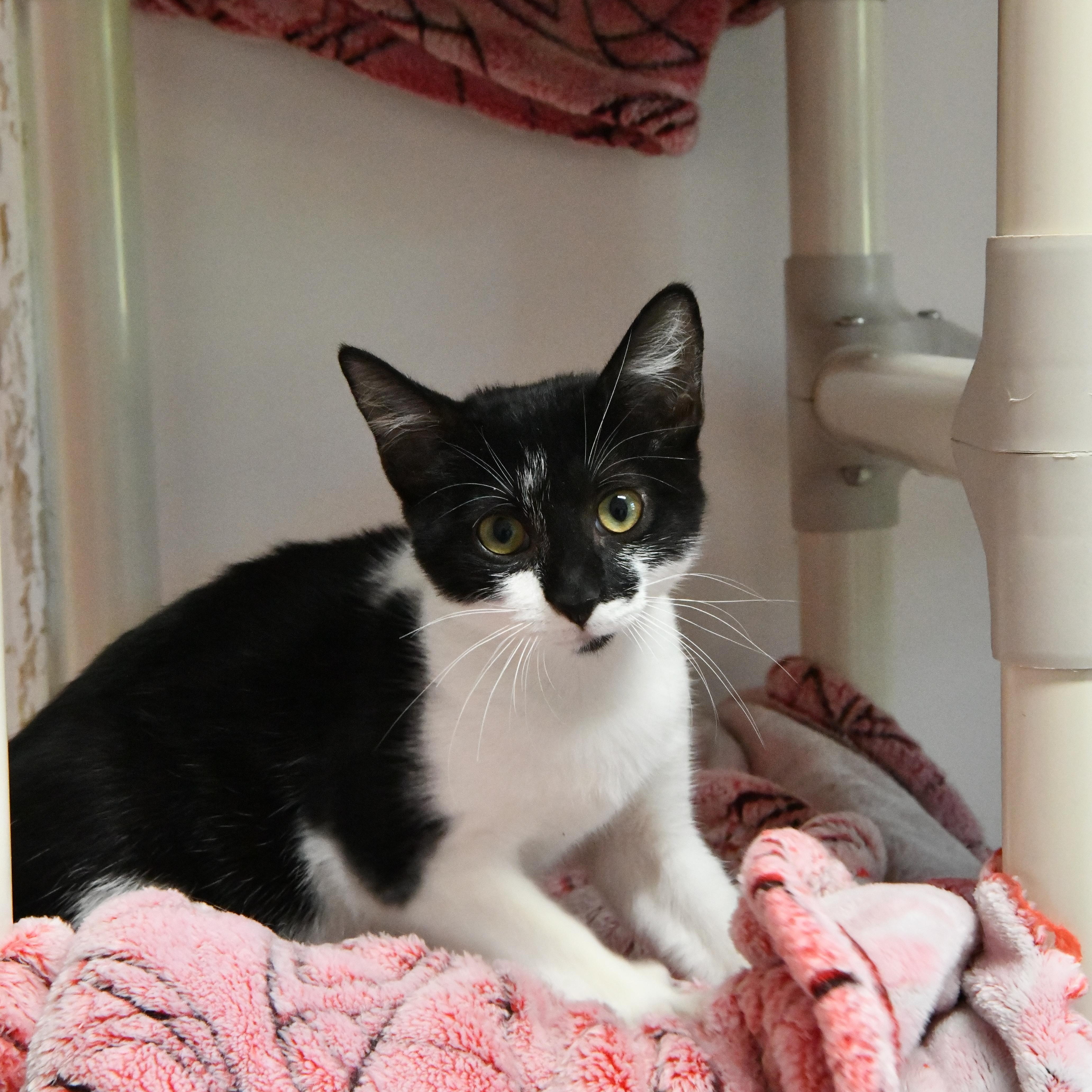 Yap, ADOPTABLE, Kitten Male Domestic Short Hair.