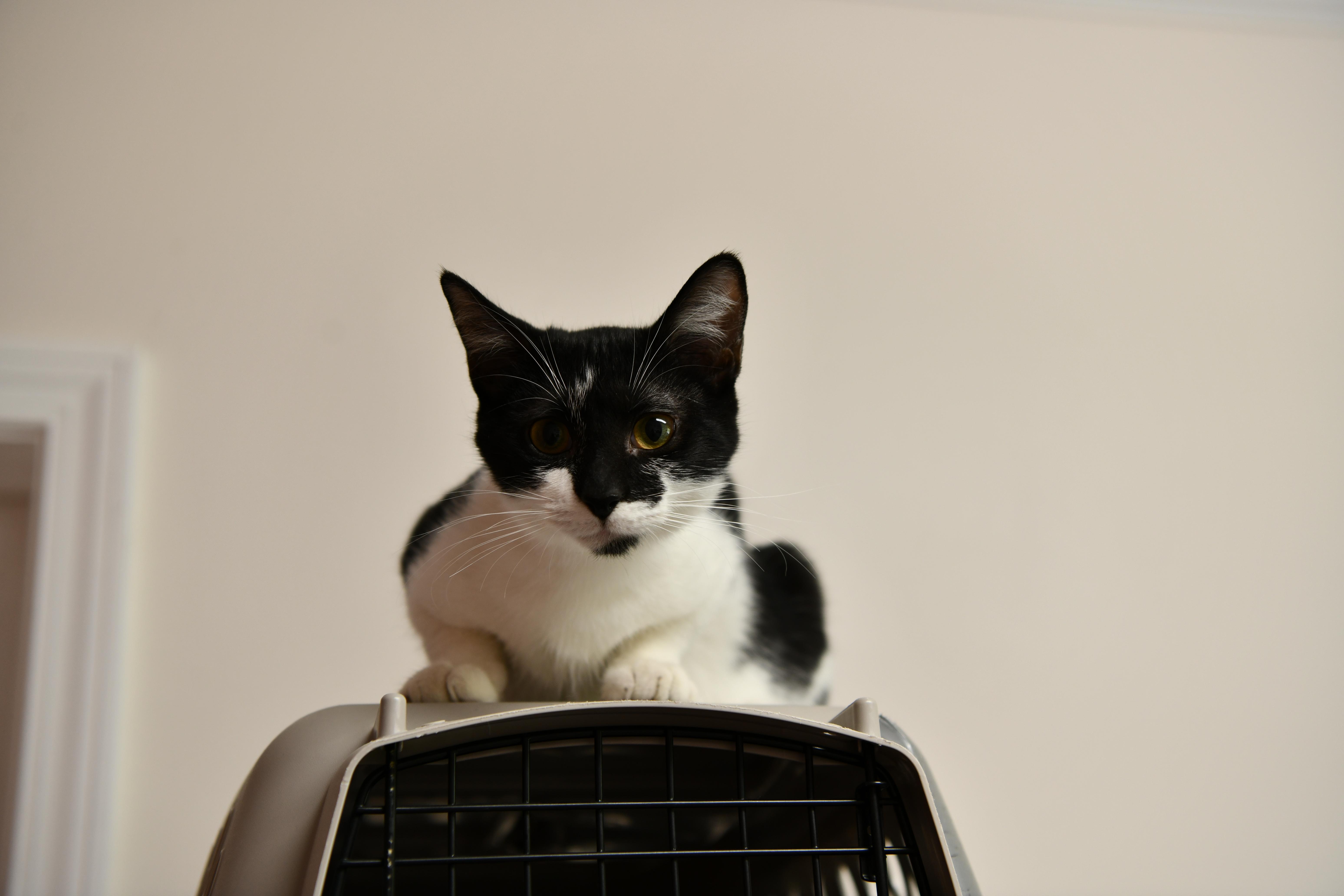 Enlarge Yap, a Adoptable Domestic Short Hair in Fairhope, AL image 2/2