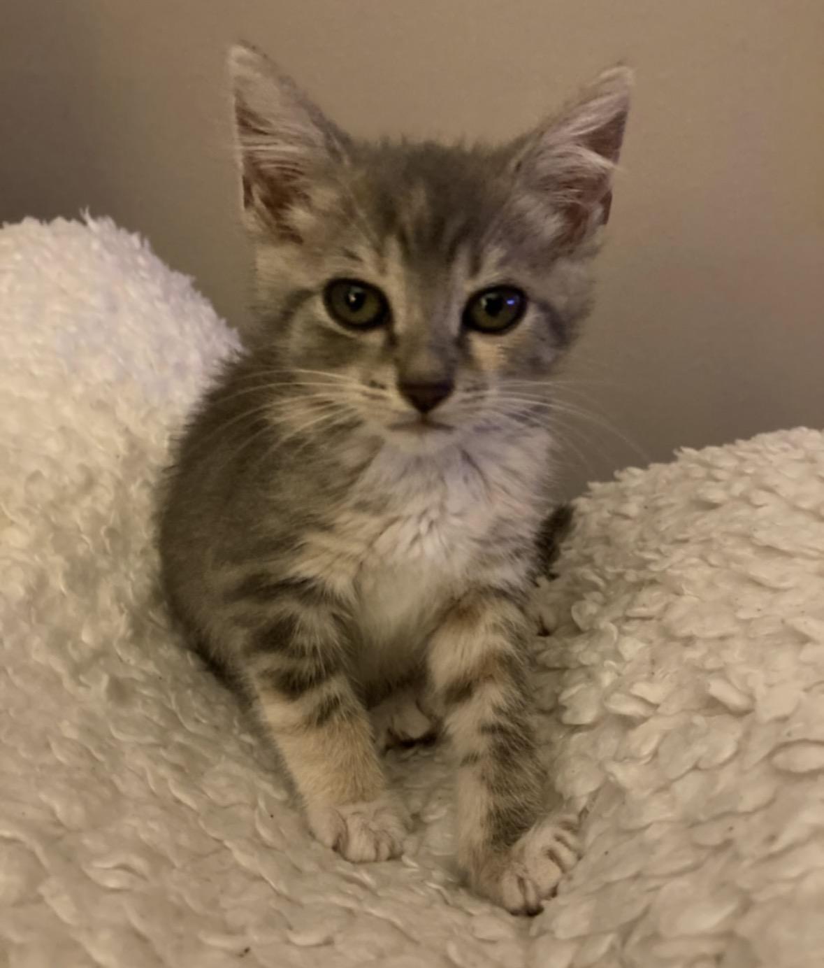 Violet, ADOPTABLE, Kitten Female Tabby & Dilute Calico.