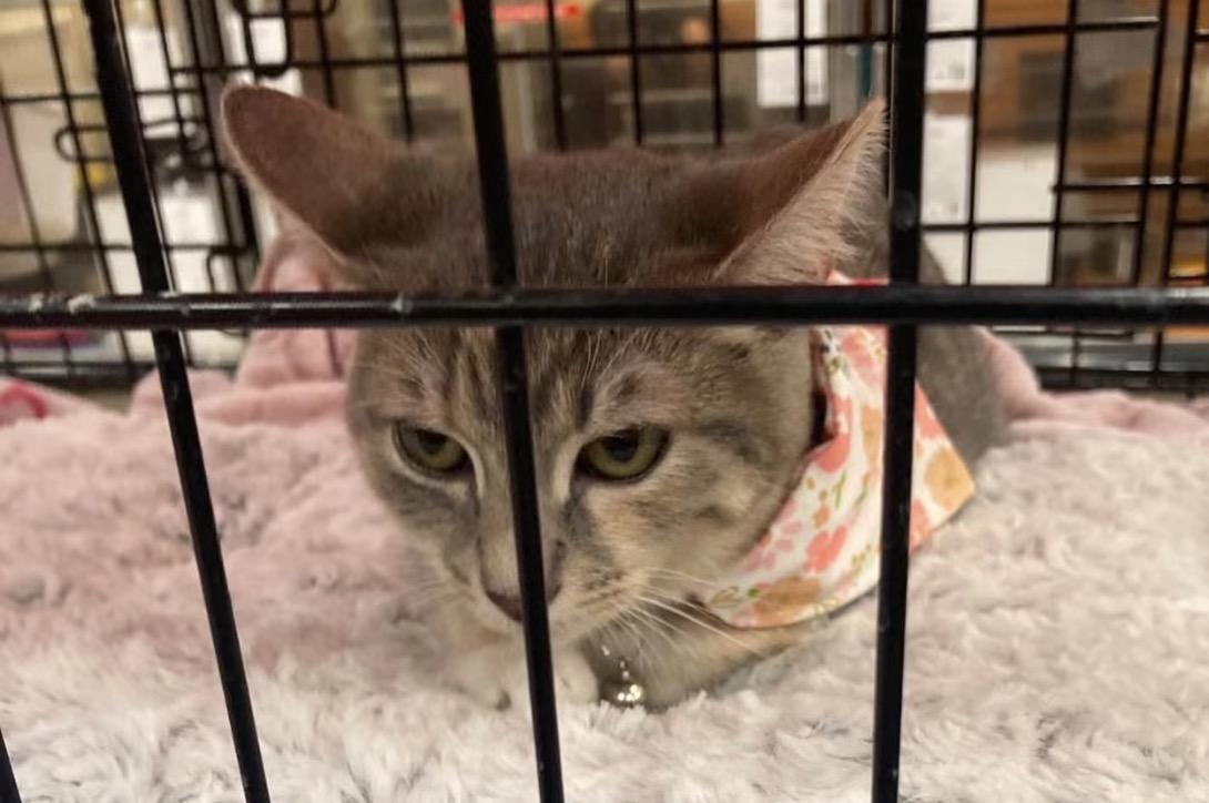 Violet, ADOPTABLE, Kitten Female Tabby & Dilute Calico.