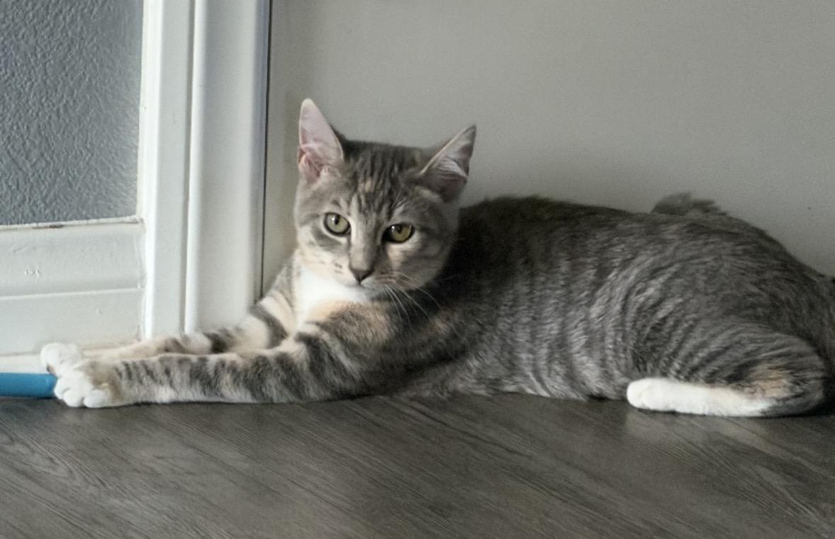 Violet, a ADOPTABLE mixed breed in Murrieta, CA image 2/5