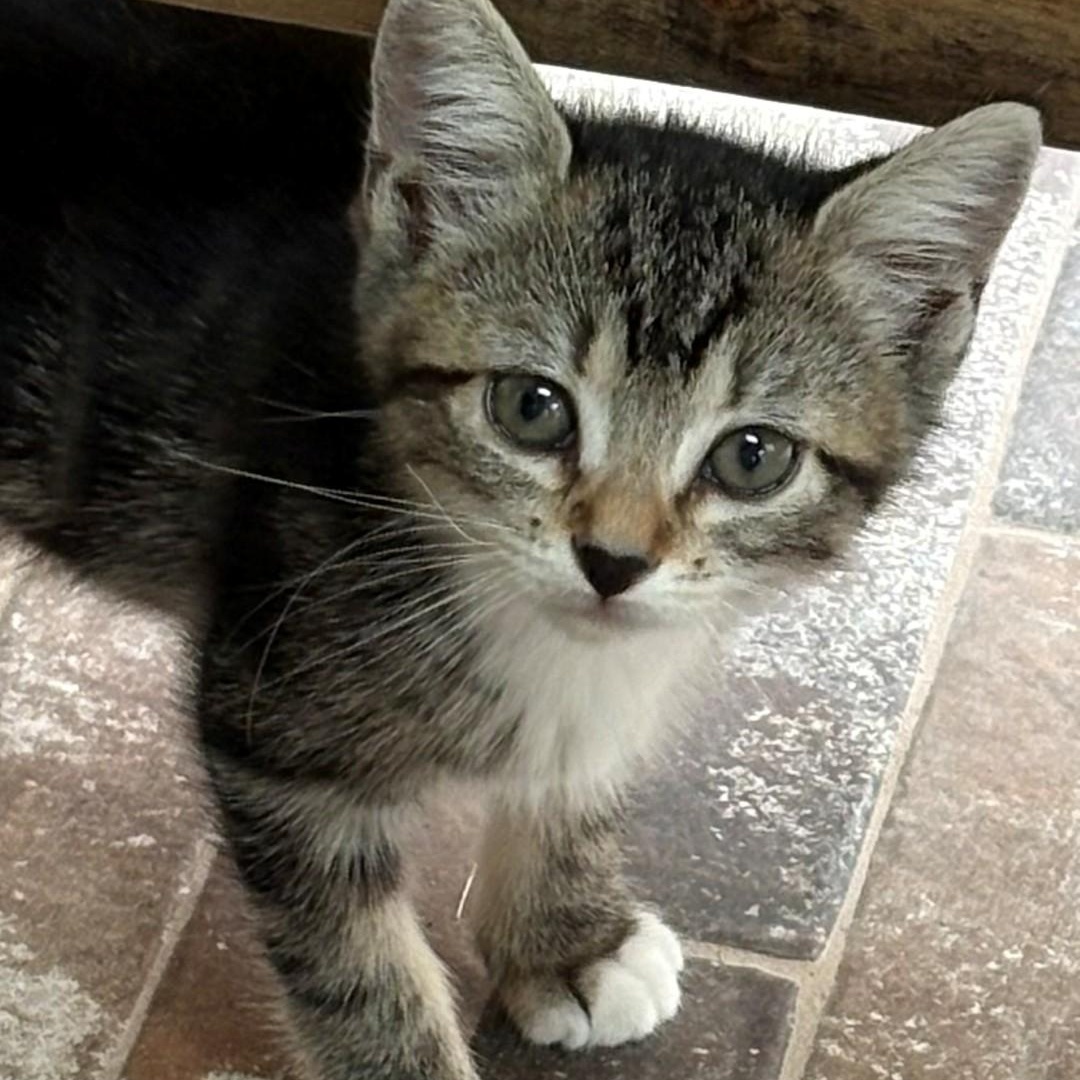 Maple Shah, Adopted, Kitten Female Domestic Short Hair & Tabby.
