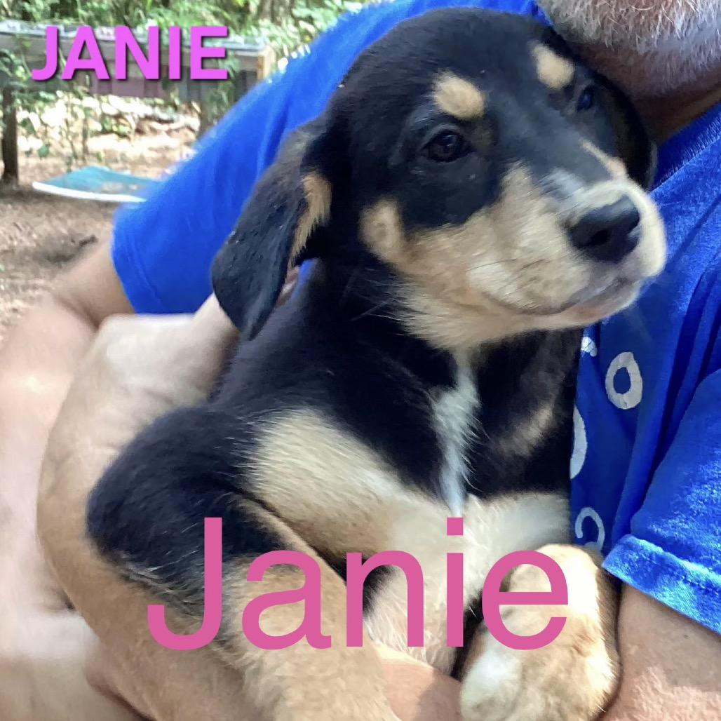 NY Janie (Foster in Holmes NY), Adoptable, Puppy Female Mixed Breed.