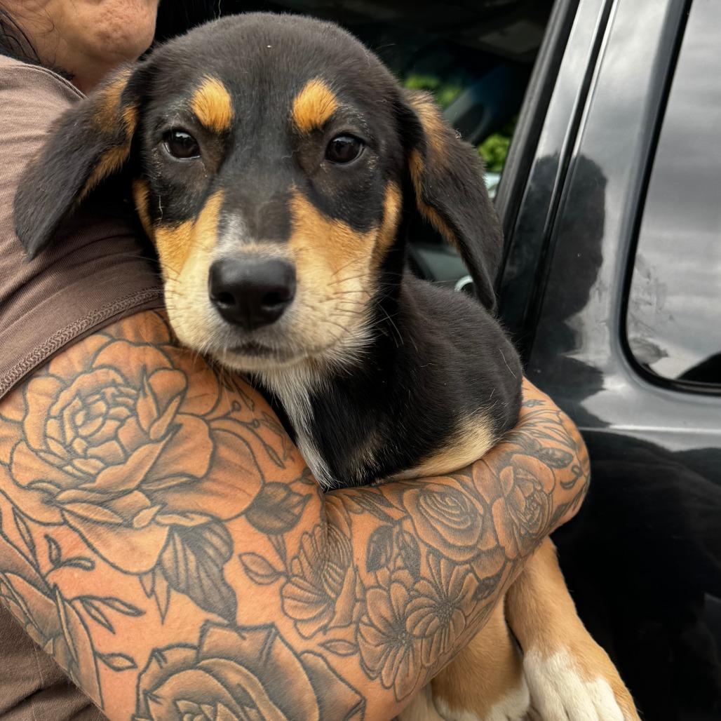 NY Janie (Foster in Holmes NY), a Adoptable Mixed Breed in Holmes, NY image 2/2