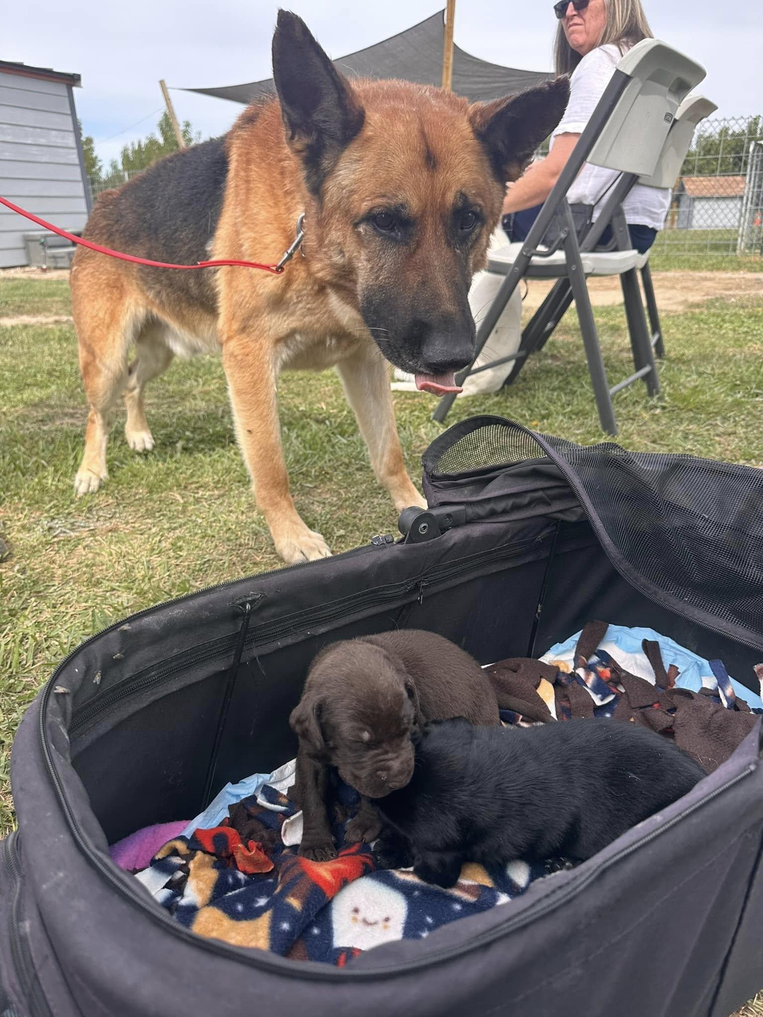 Ozzy, a Adoptable German Shepherd Dog in West Richland, WA image 2/4