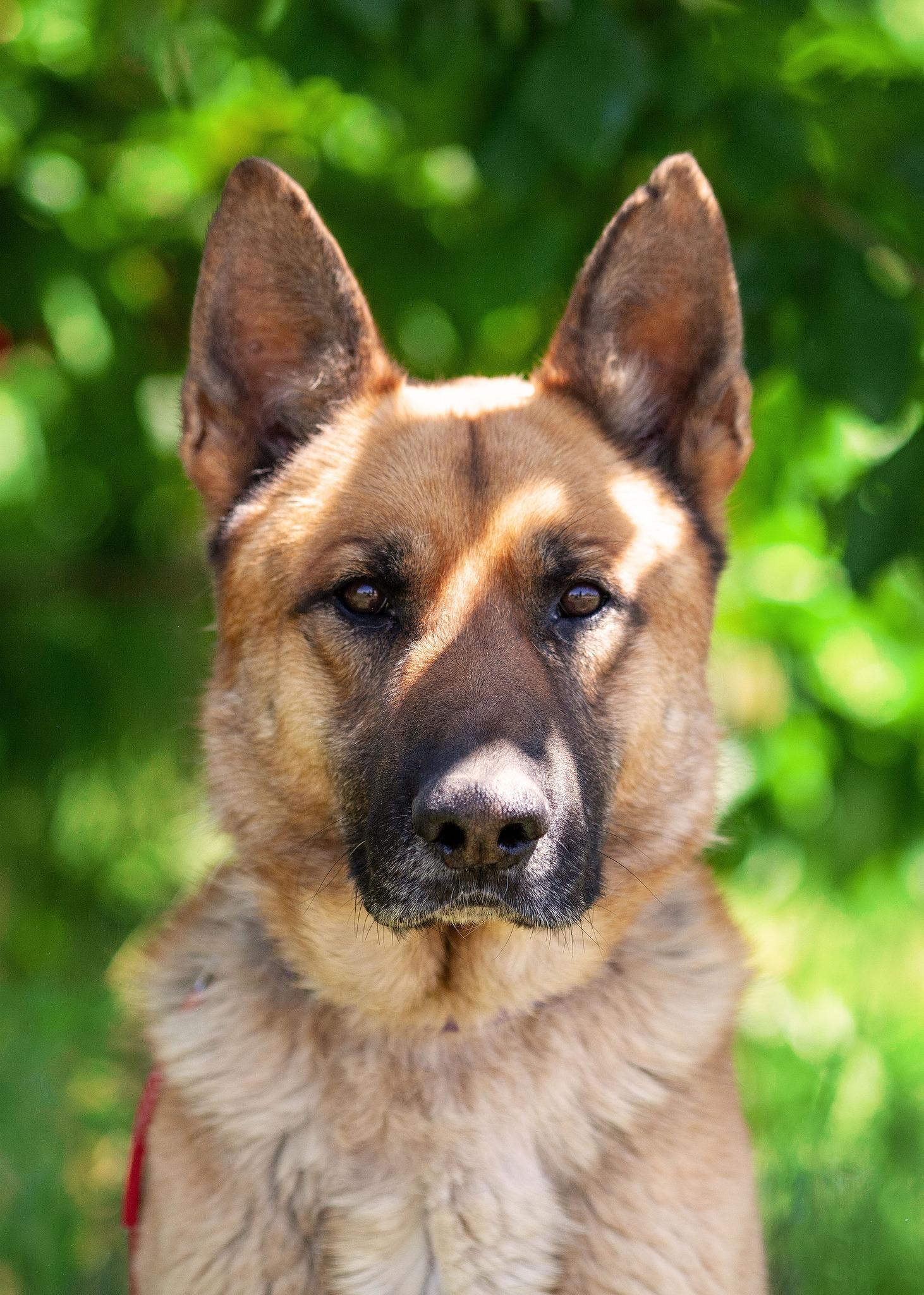 Ozzy, a Adoptable German Shepherd Dog in West Richland, WA image 4/4