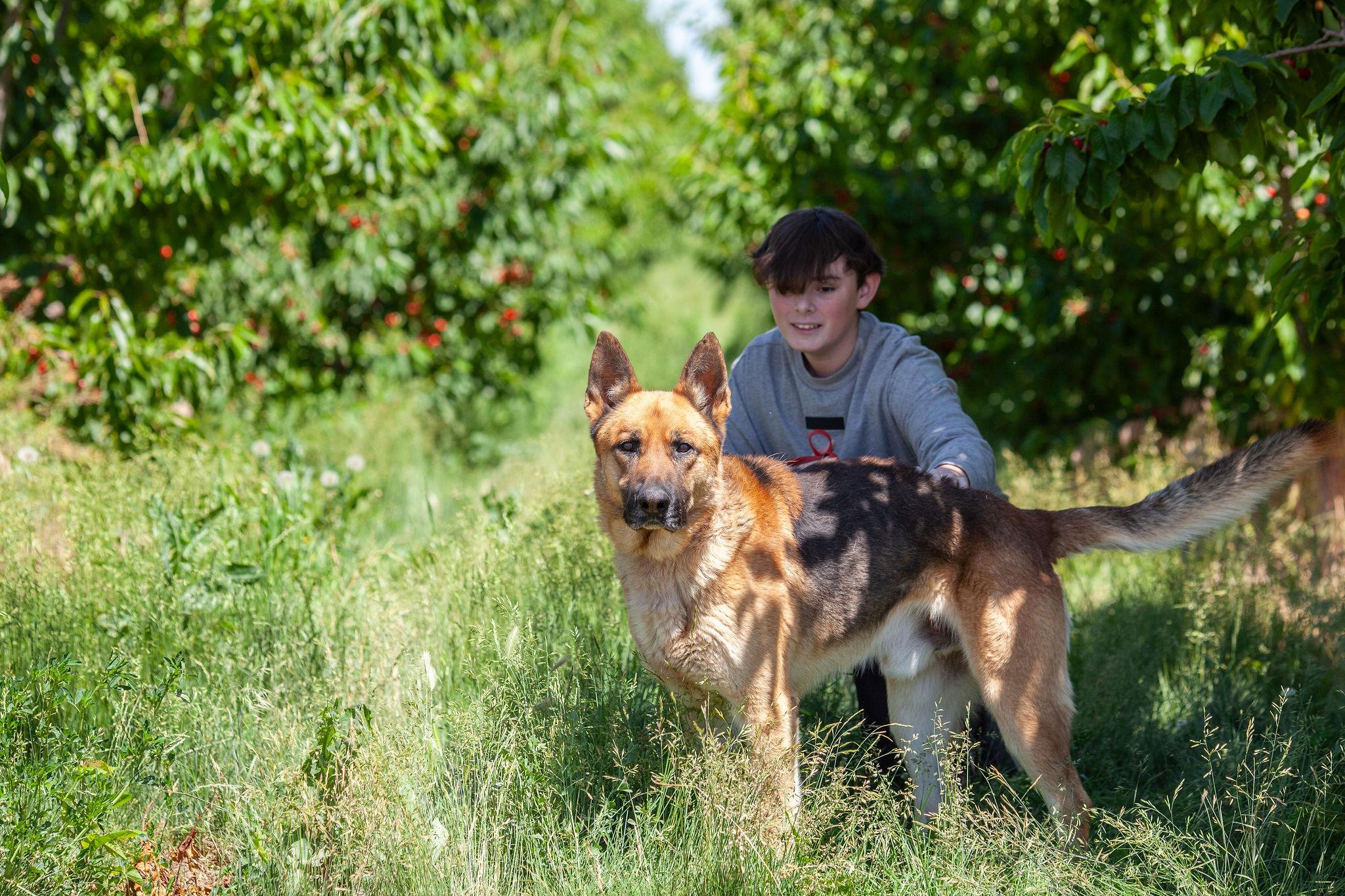 Ozzy, a Adoptable German Shepherd Dog in West Richland, WA image 3/4