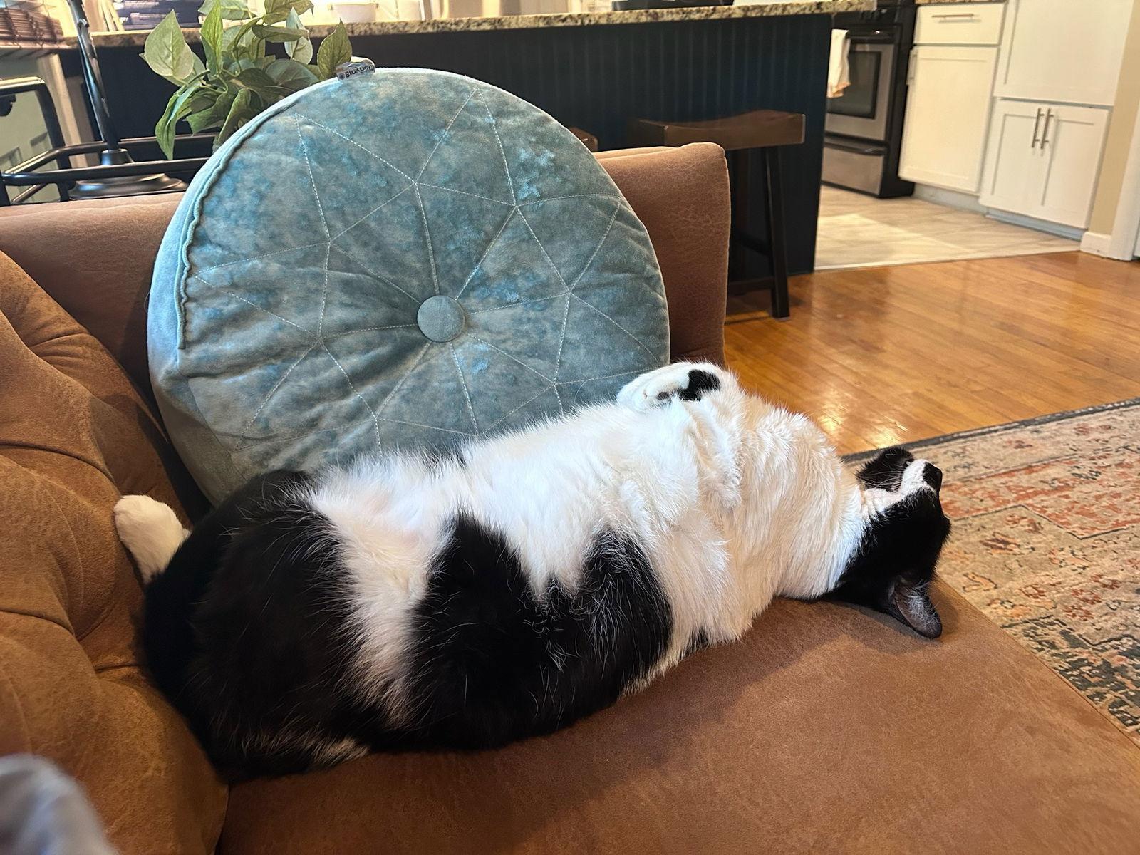 Enlarge Goose & Mr. Kiki - Unlikely Duo!, a Adoptable Domestic Short Hair in Rootstown, OH image 1/3