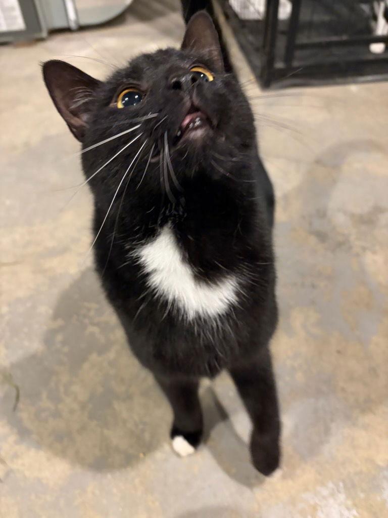 Goose, Adoptable, Adult Male Domestic Short Hair.