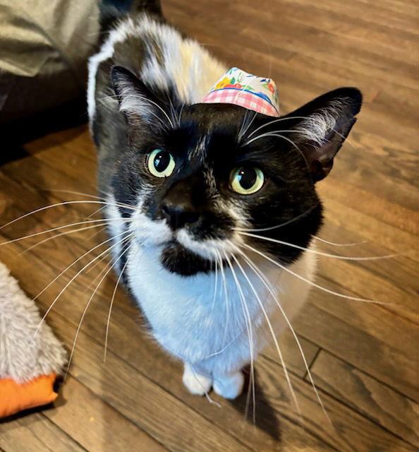 Enlarge Goose & Mr. Kiki - Unlikely Duo!, a Adoptable Domestic Short Hair in Rootstown, OH image 2/3