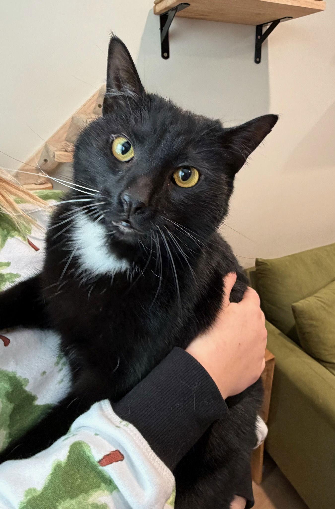 Enlarge Goose & Mr. Kiki - Unlikely Duo!, a Adoptable Domestic Short Hair in Rootstown, OH image 3/3