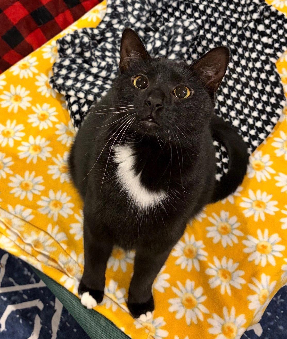 Enlarge Goose, a Adoptable Domestic Short Hair in Rootstown, OH image 3/3