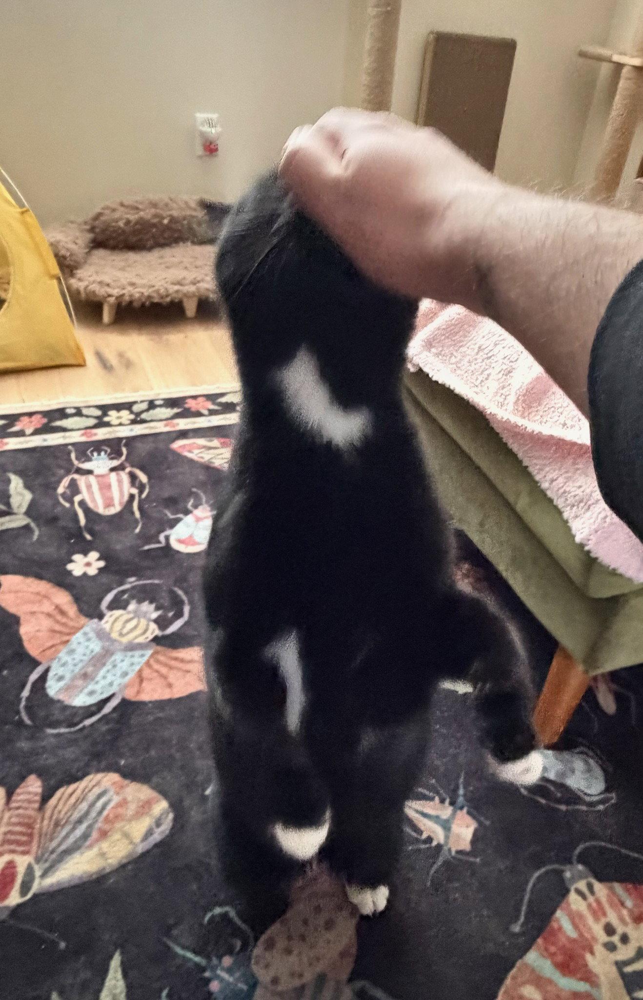 Enlarge Goose, a Adoptable Domestic Short Hair in Rootstown, OH image 3/3