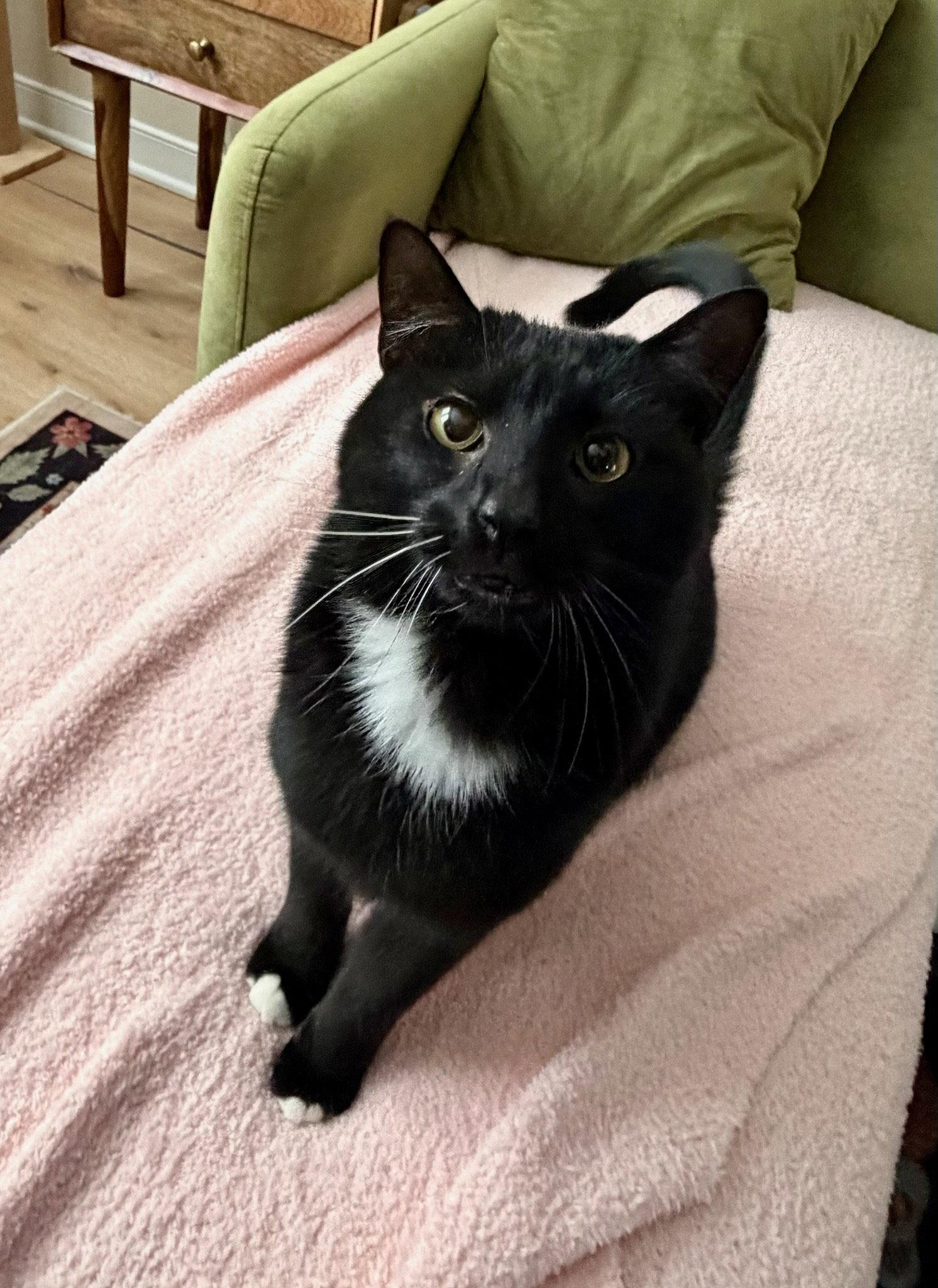 Goose - Adoption Fee Sponsored!, a Adoptable Domestic Short Hair in Rootstown, OH image 3/3