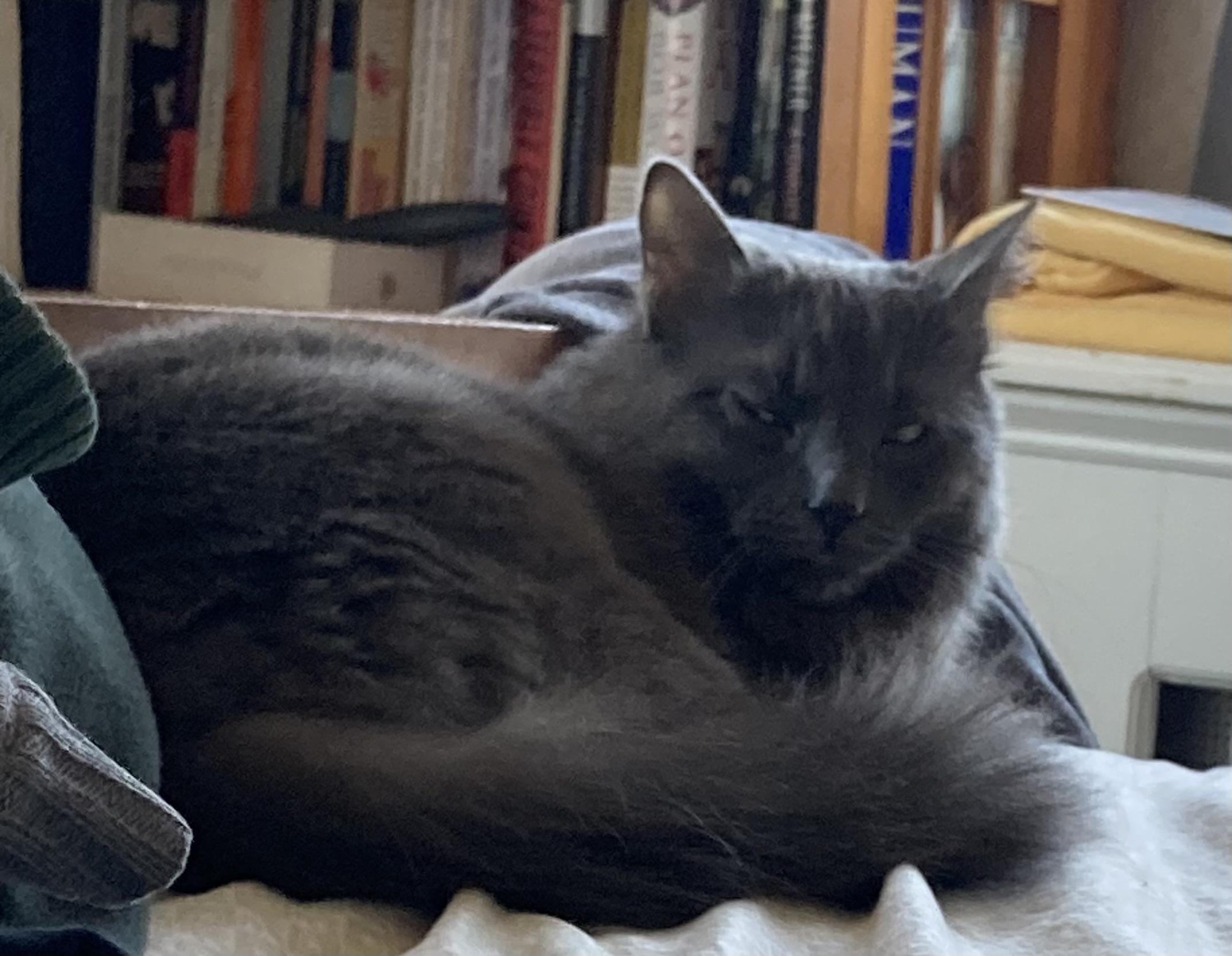 Enlarge  Cotton, an adopted Domestic Medium Hair in Ardsley, NY image 3/3