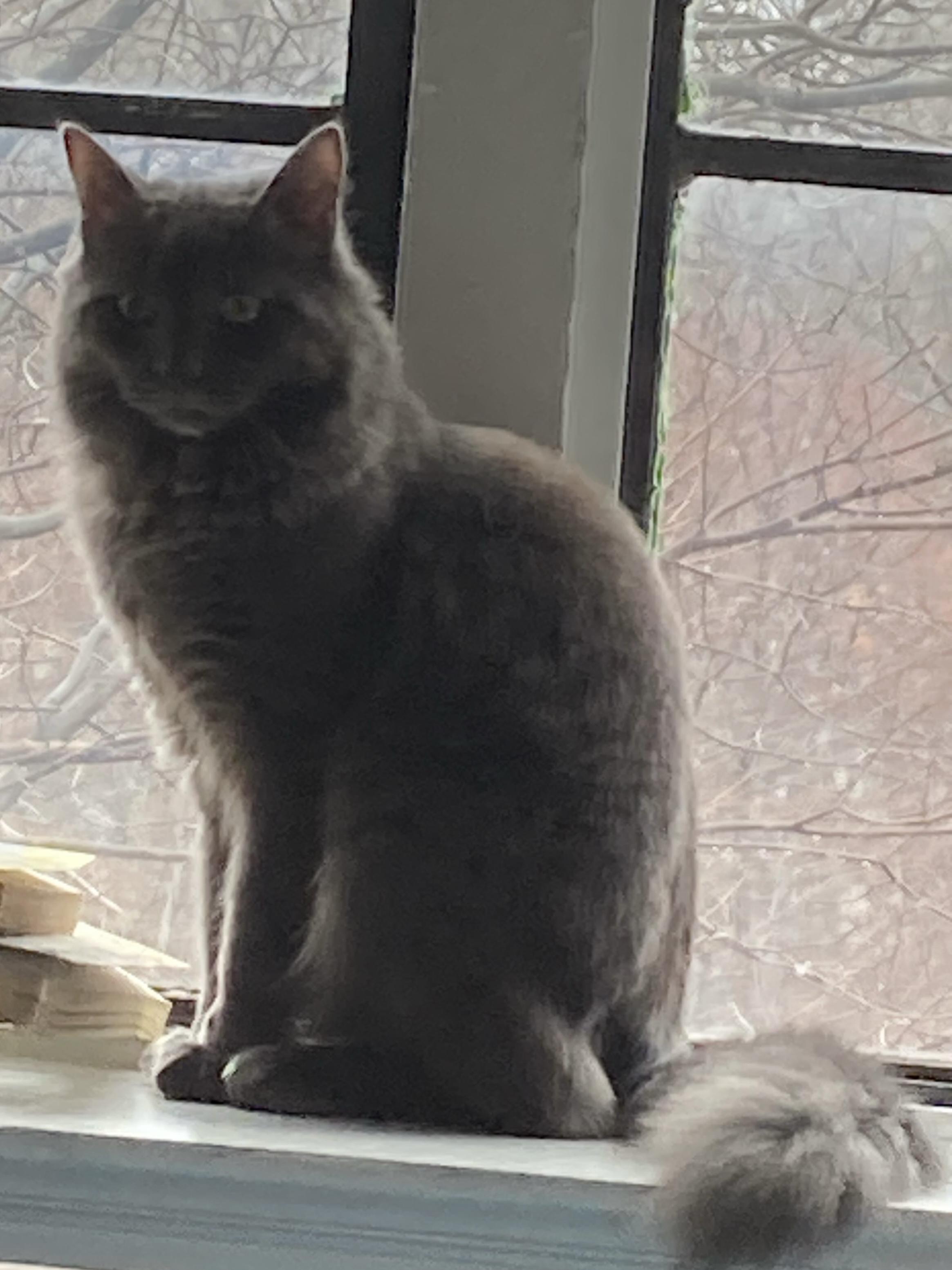 Enlarge  Cotton, an adopted Domestic Medium Hair in Ardsley, NY image 2/3