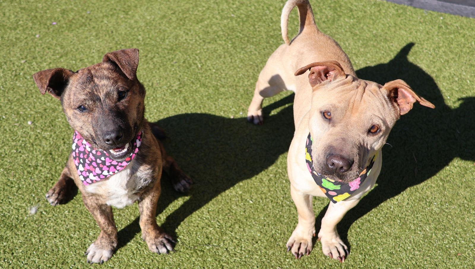 Phineas Athens thumbnail 3