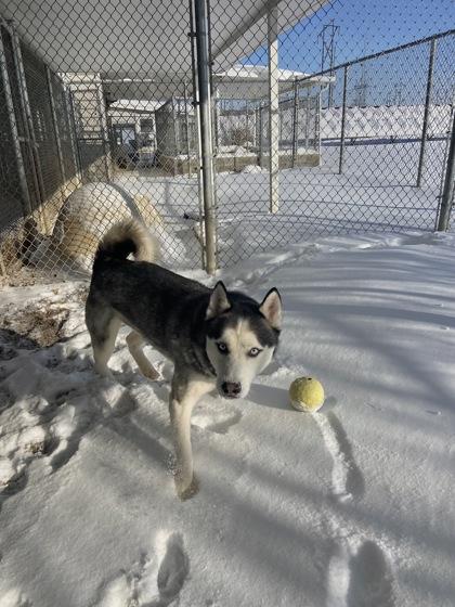 Enlarge Koa, a Adoptable mixed breed in Columbus, IN image 1/3