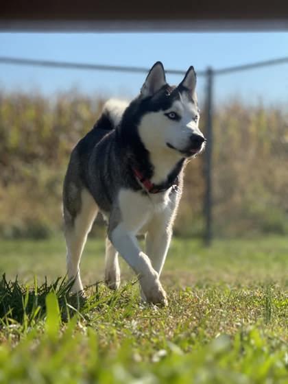 Koa, Adoptable, Adult Male Siberian Husky & Mixed Breed.