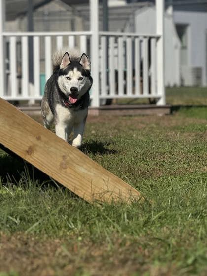 Koa, Adoptable, Adult Male Siberian Husky & Mixed Breed.