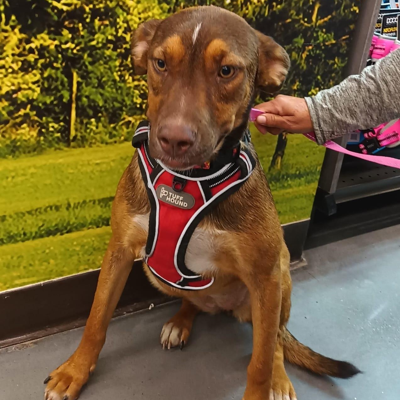 Enlarge Romie, a Adoptable mixed breed in San Diego, CA image 2/6