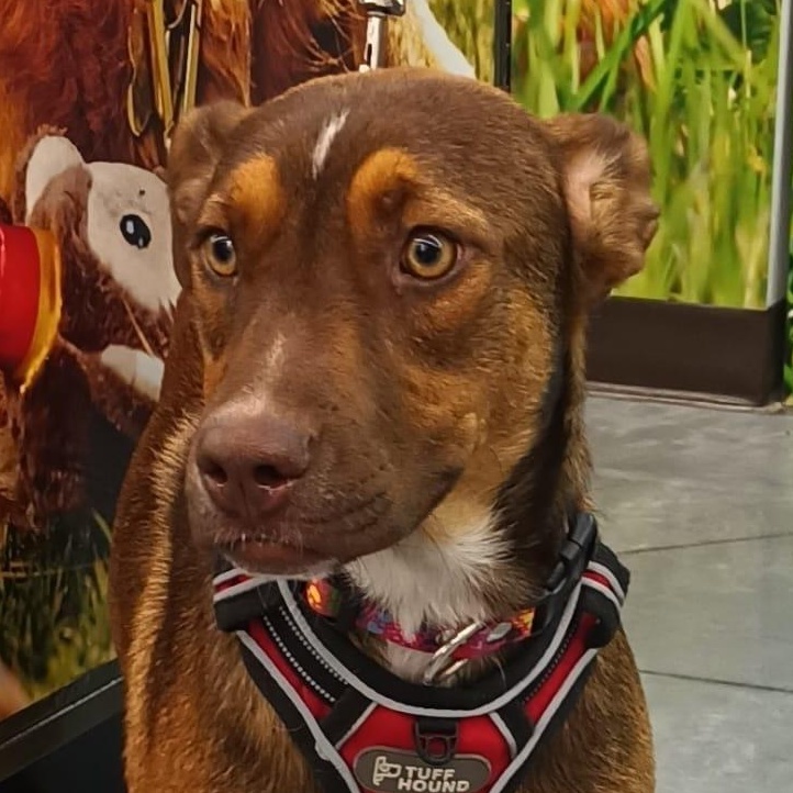 Enlarge Romie, a Adoptable mixed breed in San Diego, CA image 1/6