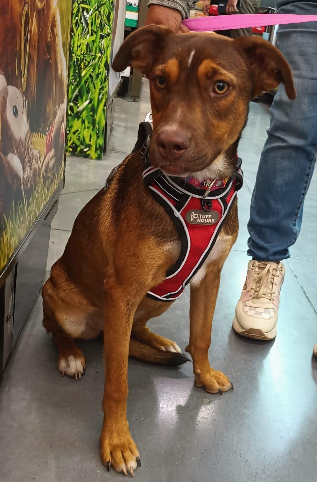 Enlarge Romie, a Adoptable mixed breed in San Diego, CA image 3/6