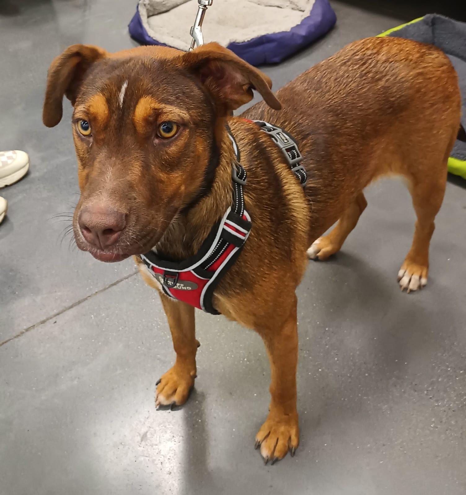 Enlarge Romie, a Adoptable mixed breed in San Diego, CA image 4/6