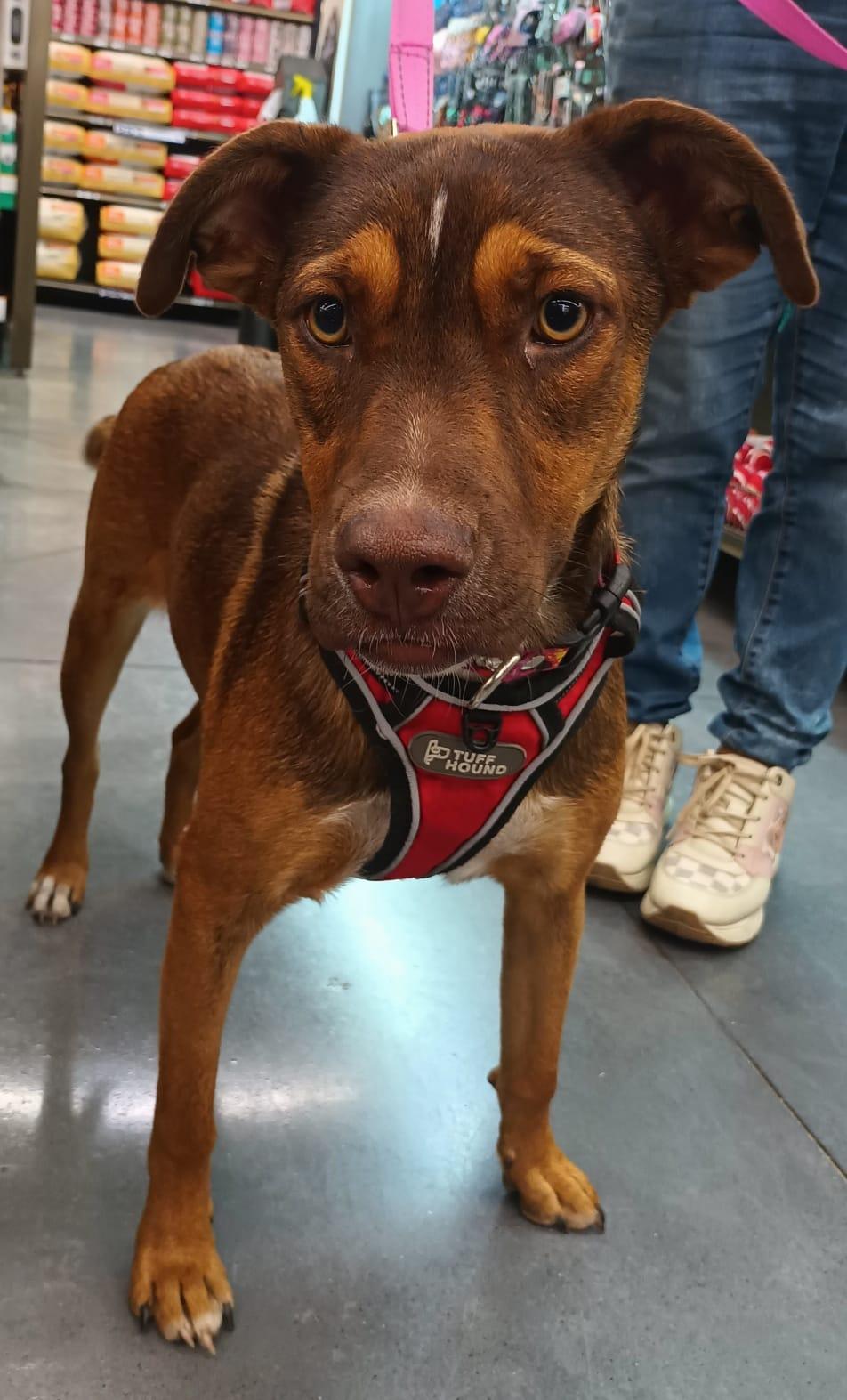 Enlarge Romie, a Adoptable mixed breed in San Diego, CA image 5/6