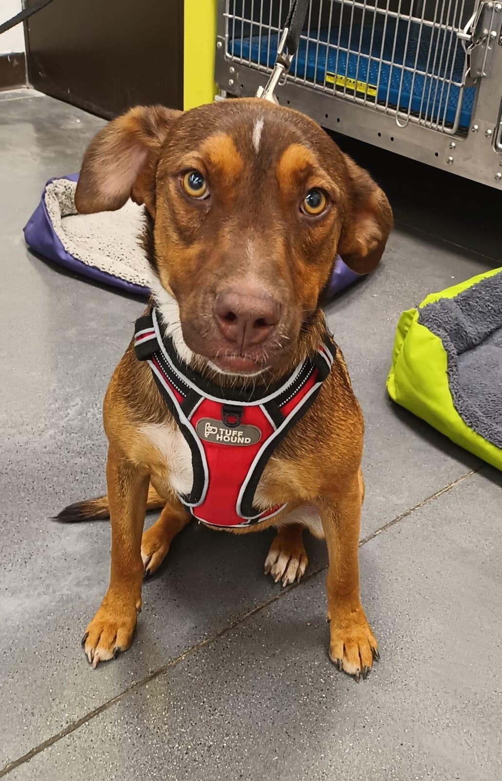 Enlarge Romie, a Adoptable mixed breed in San Diego, CA image 6/6