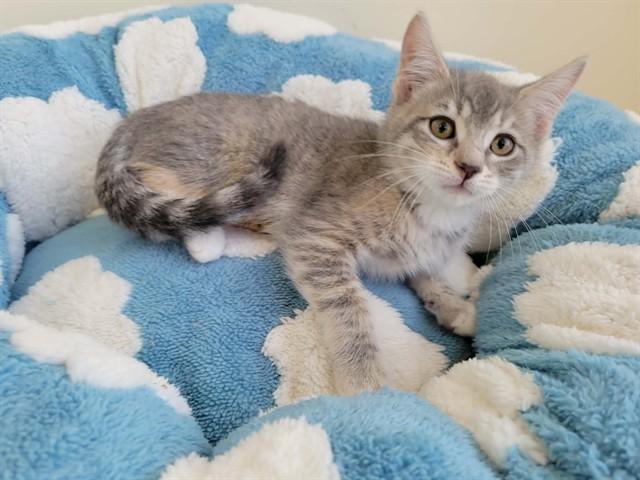 Enlarge NUTMEG, a Adoptable Domestic Short Hair in Santa Clara, CA image 1/1