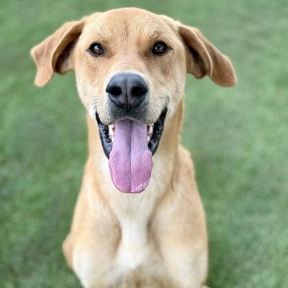Enlarge Cheeto, a ADOPTABLE mixed breed in Red Bluff, CA image 2/5