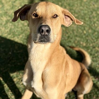 Cheeto, ADOPTABLE, Adult Male Hound & Labrador Retriever.
