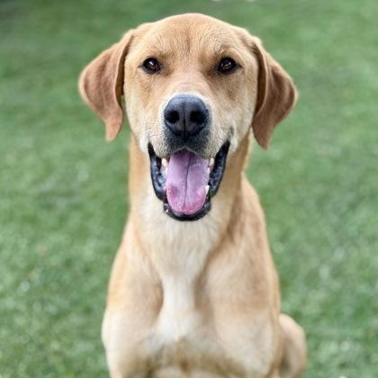 Cheeto, ADOPTABLE, Adult Male Labrador Retriever & Hound.
