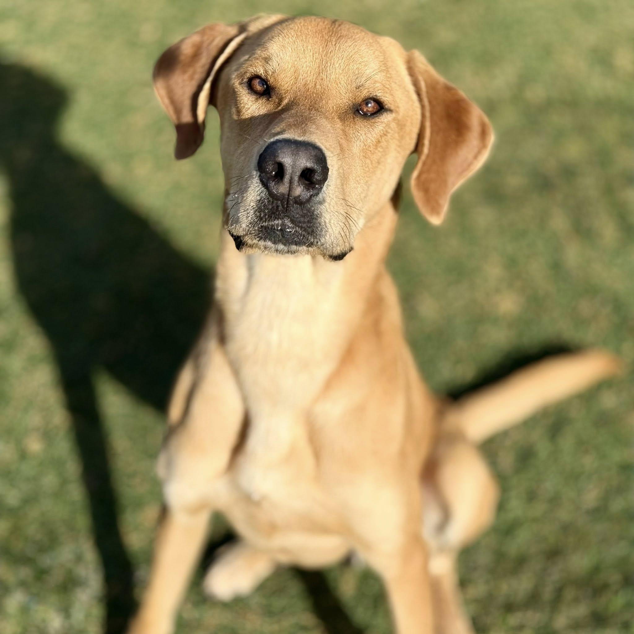 Enlarge Cheeto, a ADOPTABLE mixed breed in Red Bluff, CA image 3/3