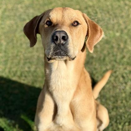 Enlarge Cheeto, a ADOPTABLE mixed breed in Red Bluff, CA image 2/3
