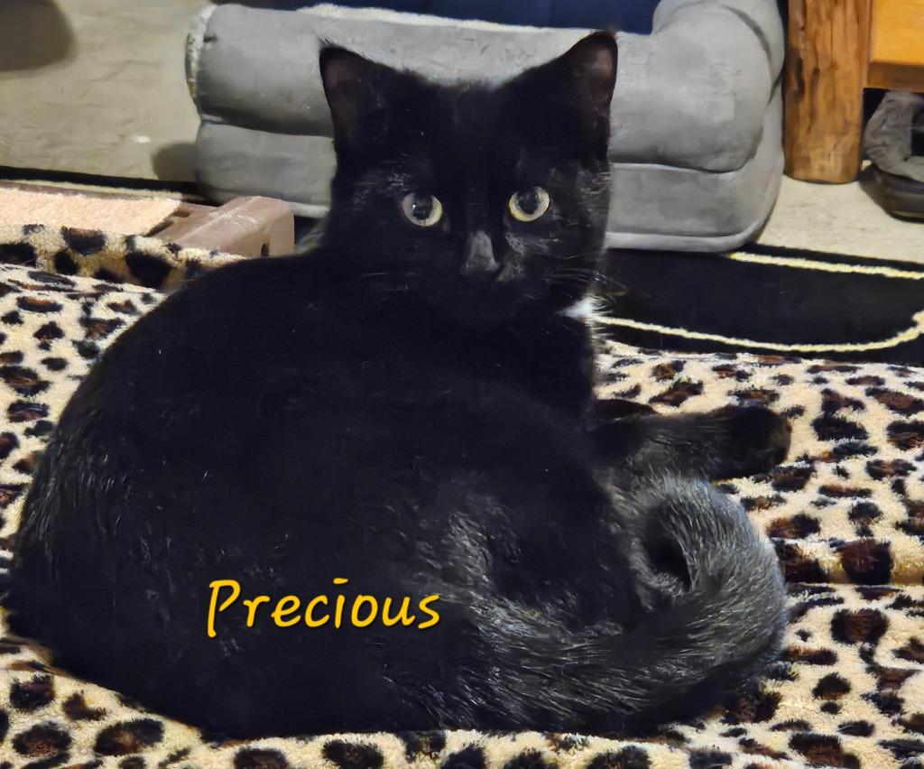 Enlarge Precious, a Adoptable Domestic Short Hair in Cloquet, MN image 1/2