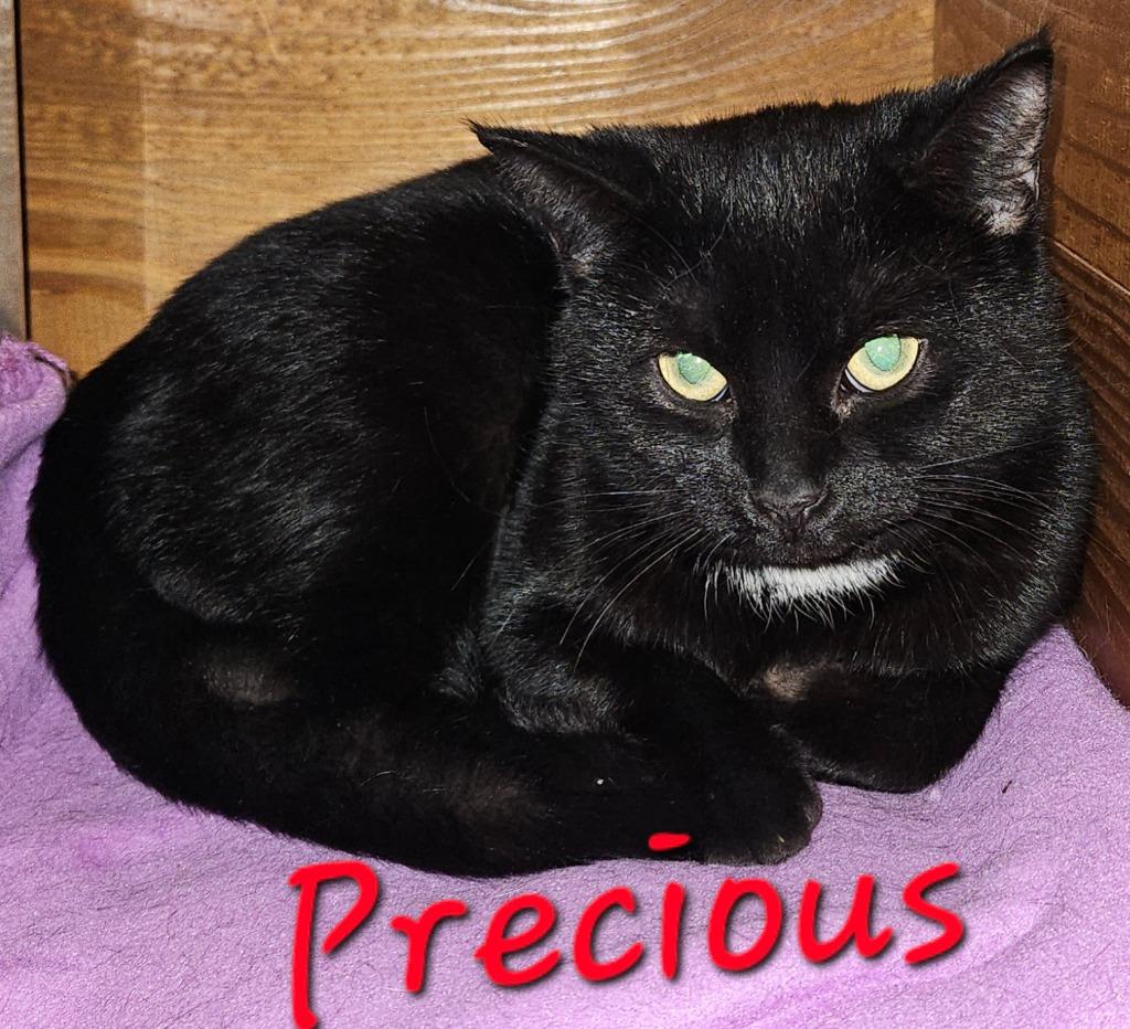 Enlarge Precious, a Adoptable Domestic Short Hair in Cloquet, MN image 2/2