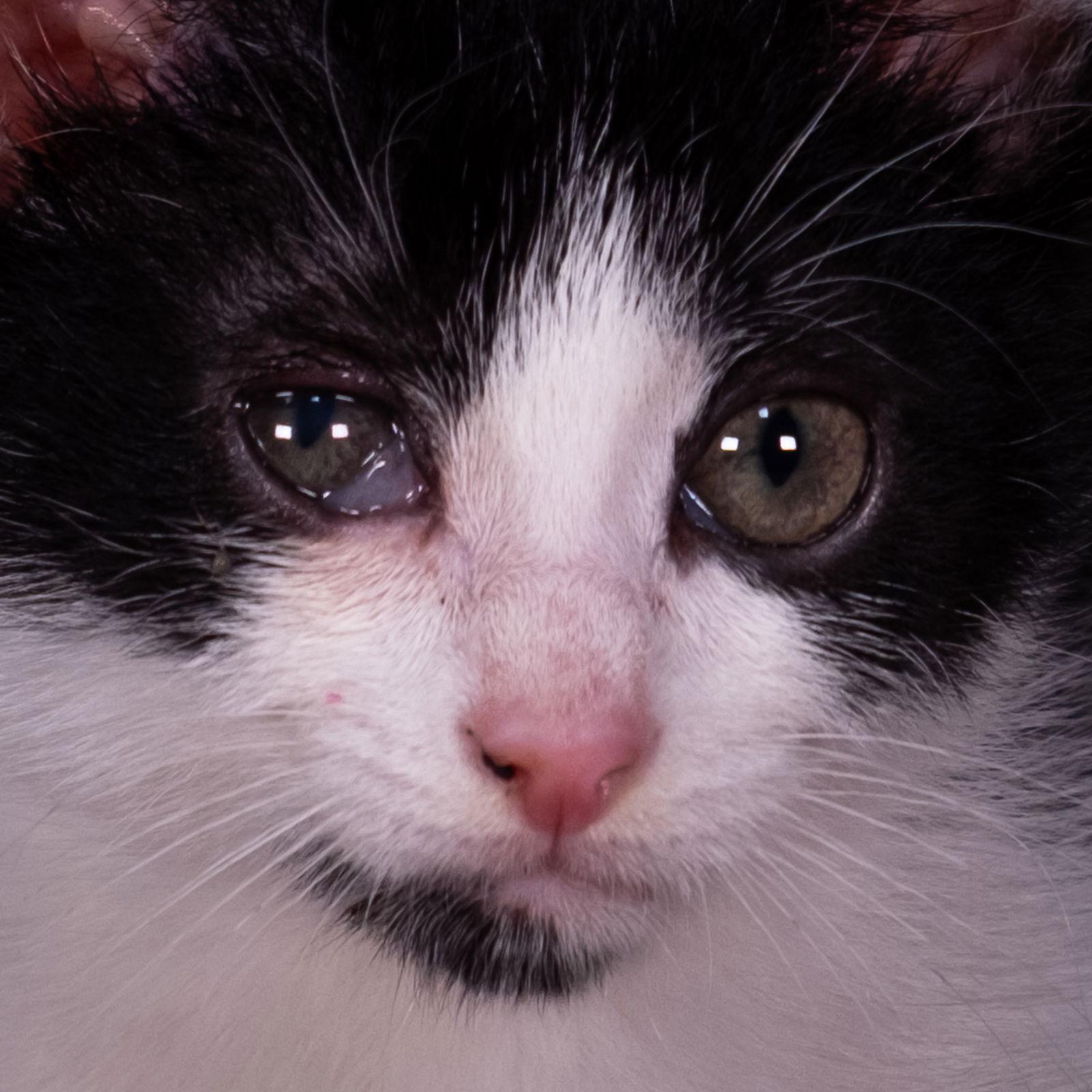 Scottie - Andrea foster, a Adoptable Domestic Short Hair in Social Circle, GA image 1/3