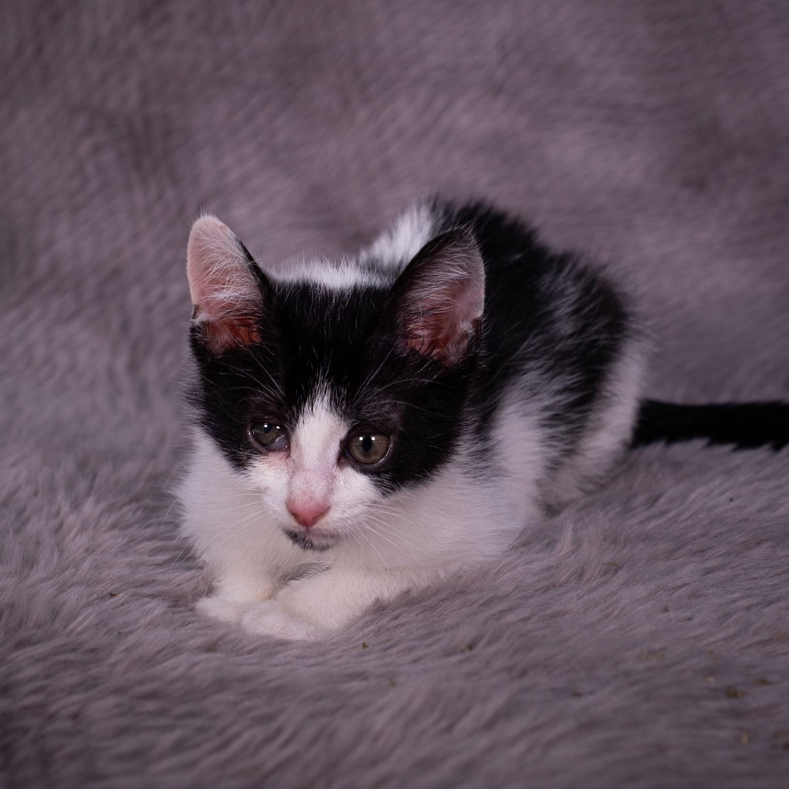 Scottie - Andrea foster, a Adoptable Domestic Short Hair in Social Circle, GA image 2/3