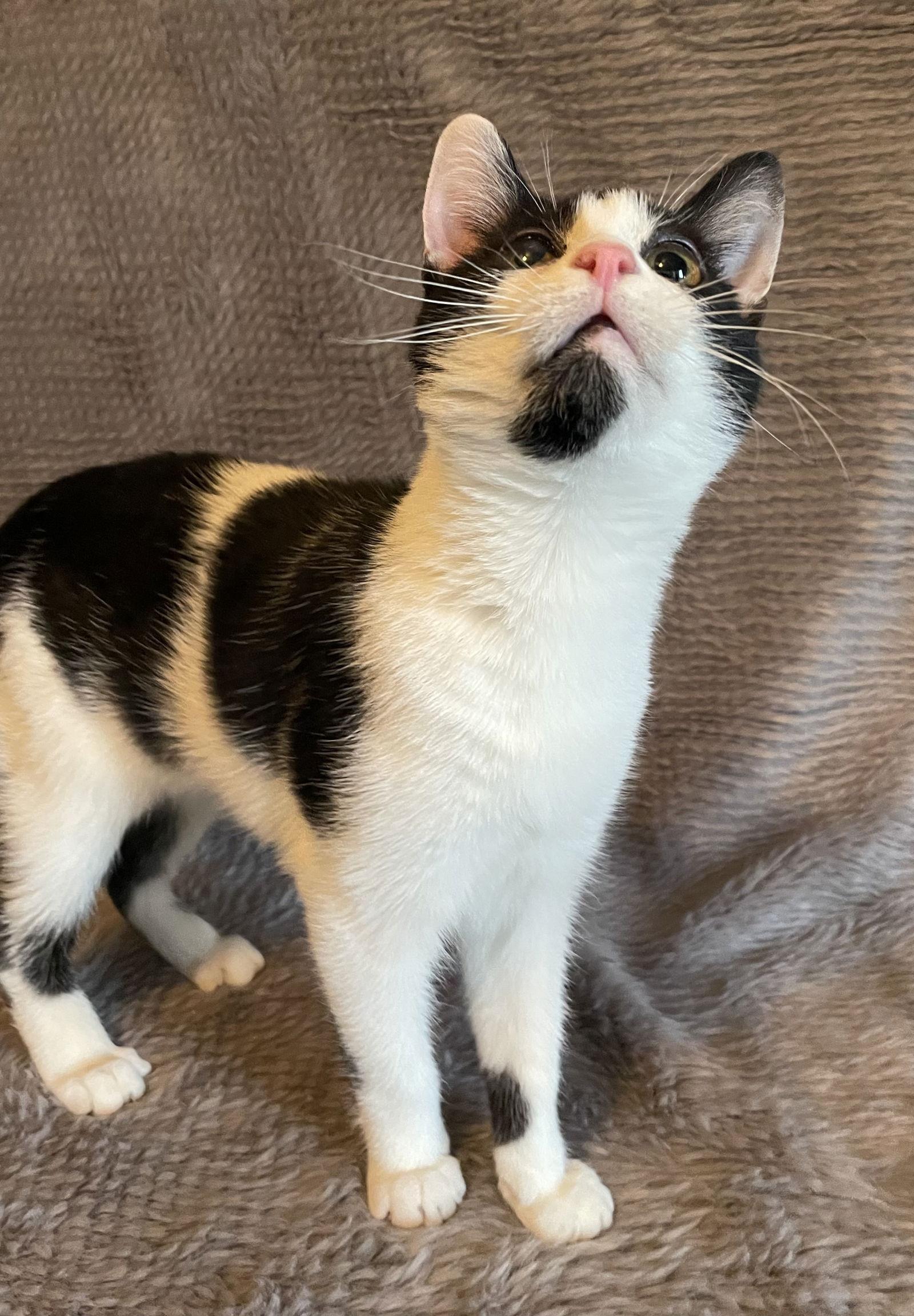 Scottie - Andrea foster, Adoptable, Young Male Domestic Short Hair.