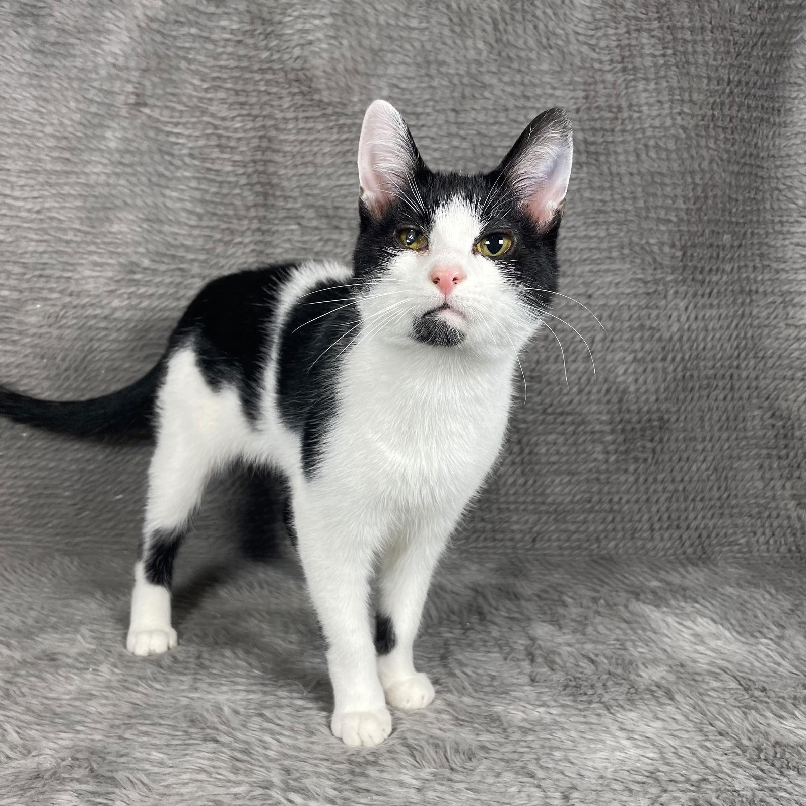 Enlarge Scottie - Andrea foster, a Adoptable Domestic Short Hair in Social Circle, GA image 1/3