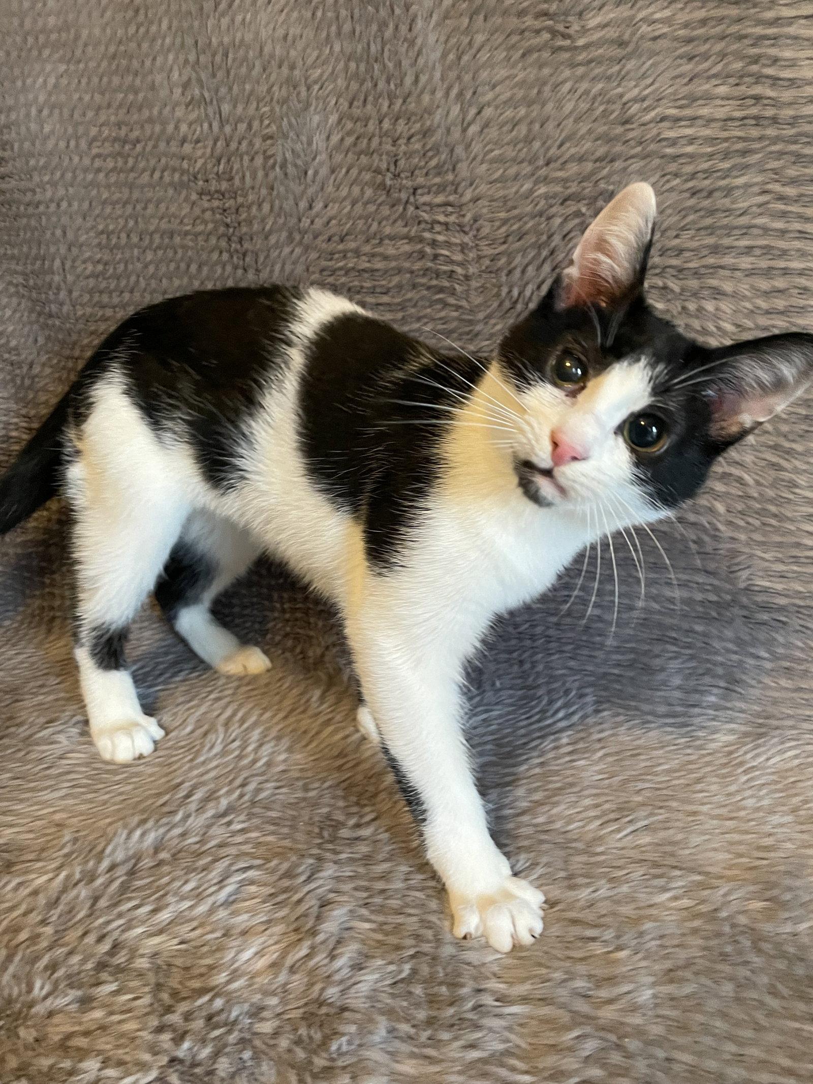 Enlarge Scottie - Andrea foster, a Adoptable Domestic Short Hair in Social Circle, GA image 1/3