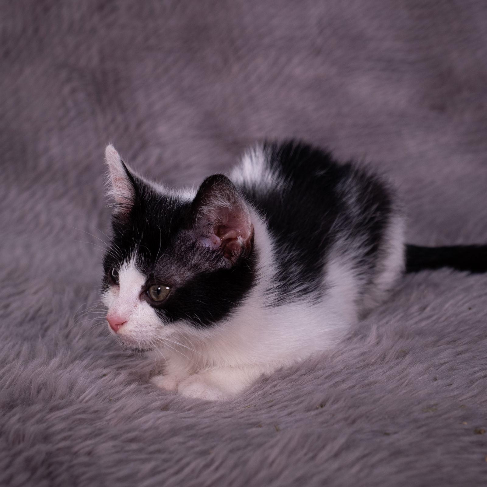 Scottie - Andrea foster, a Adoptable Domestic Short Hair in Social Circle, GA image 3/3