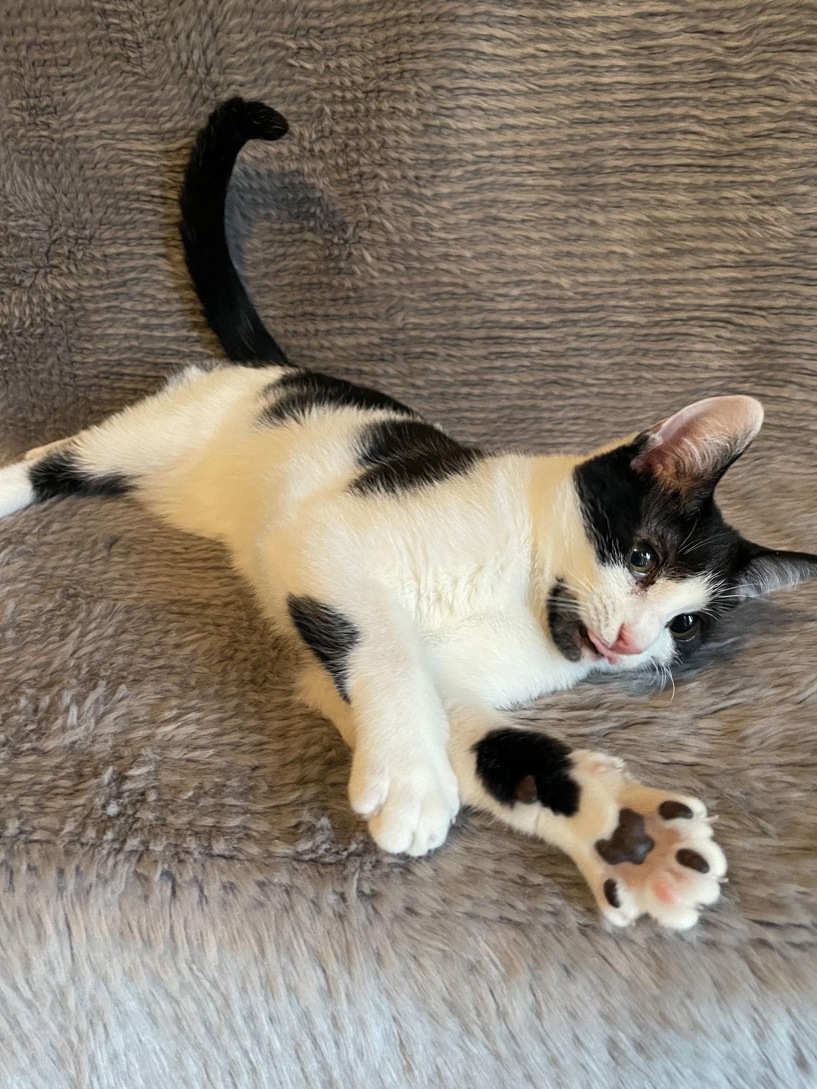 Enlarge Scottie - Andrea foster, a Adoptable Domestic Short Hair in Social Circle, GA image 3/3