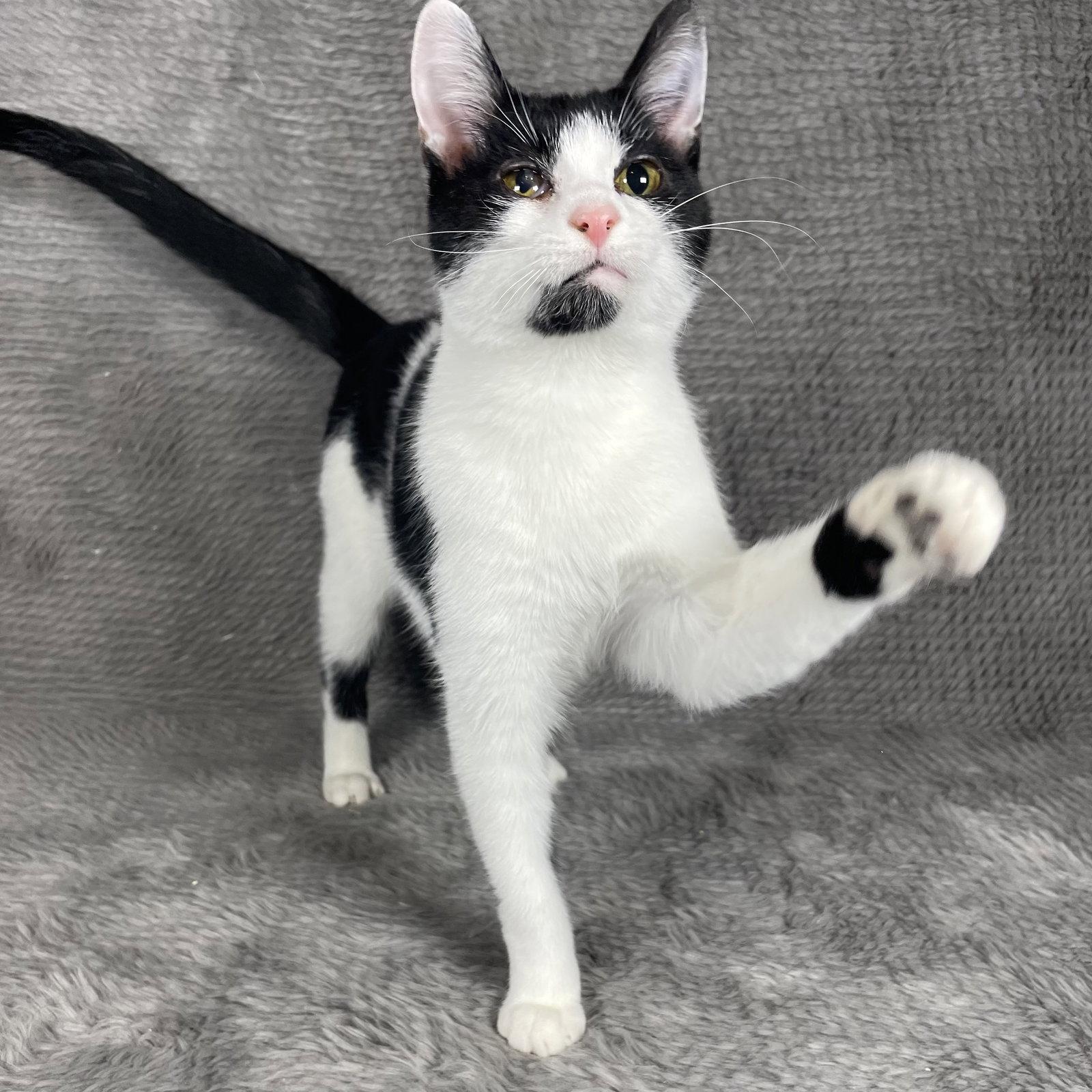 Enlarge Scottie - Andrea foster, a Adoptable Domestic Short Hair in Social Circle, GA image 3/3