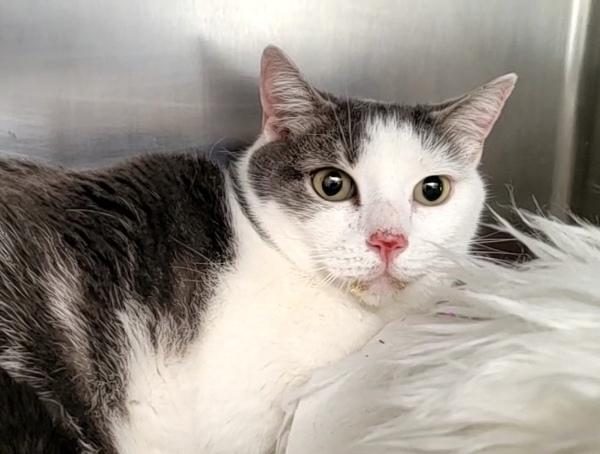 Stormy, Adoptable, Adult Male Domestic Short Hair.
