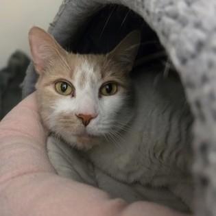 Kitty Kit