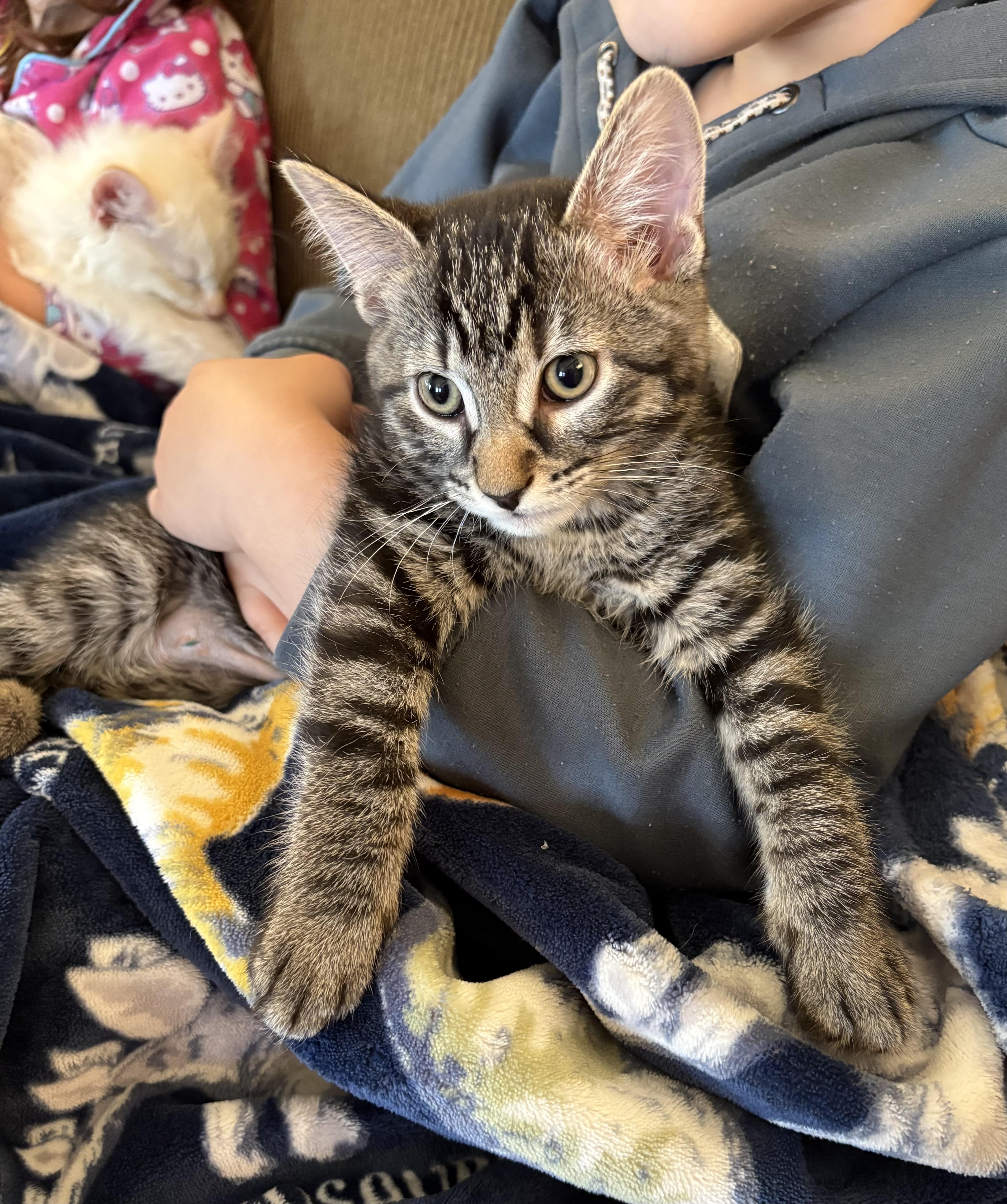 Enlarge Monterey , a ADOPTABLE Domestic Short Hair in Port Washington, WI image 4/4